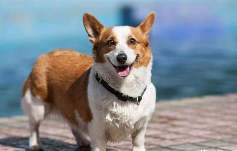 柯基和柴犬哪个好养?