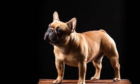 法国斗牛犬聪明吗