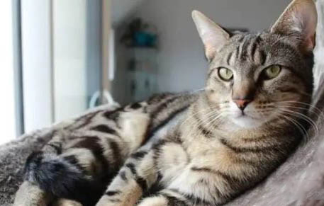 虎斑猫和狸花猫的区别