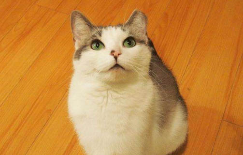 成猫可以喝羊奶吗