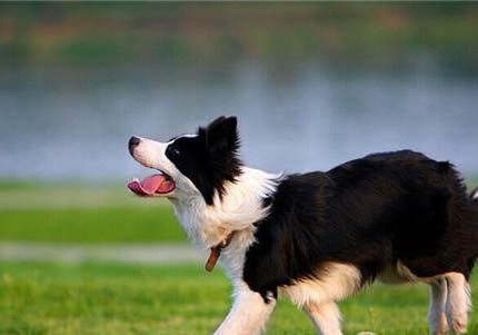 哪里有卖边境牧羊犬