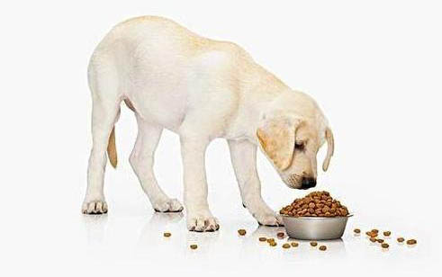 狗狗急性肠胃炎有什么症状表现呢