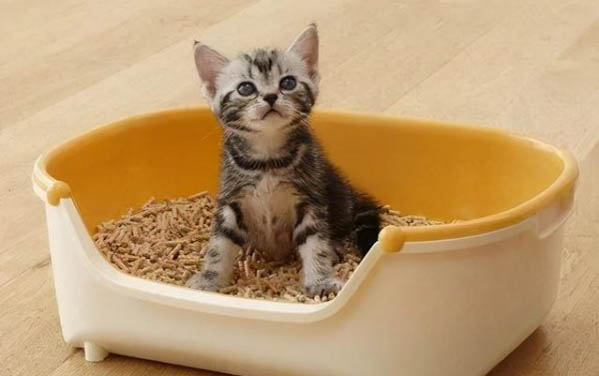 猫呼吸像打呼噜咋回事