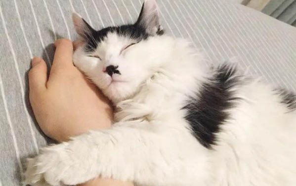 小猫大概养多久才会认主人