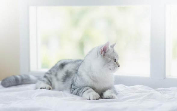 猫咪能不能吃石榴吗