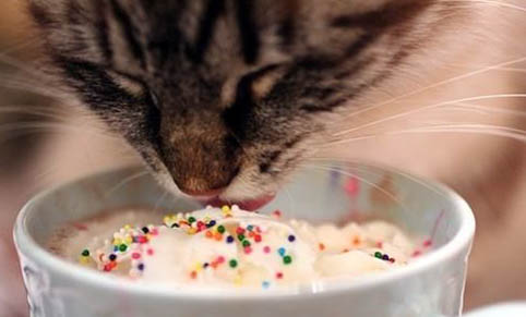 人吃的维生素b2可以给猫吃吗？