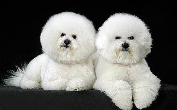 比熊犬的寿命是多少岁?