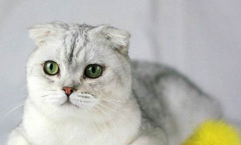 猫肚子咕咕叫拉稀是什么原因