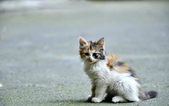 猫咪细小是什么病什么症状