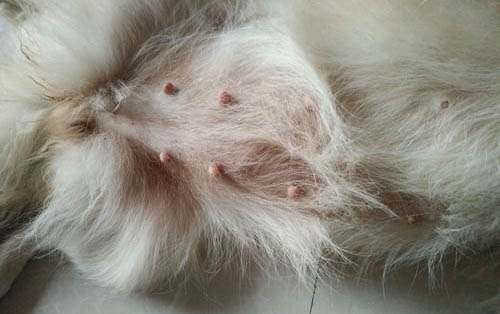 哪些狗狗适合家养不掉毛的狗
