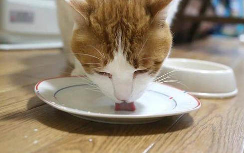 猫咪吃不吃火腿肠