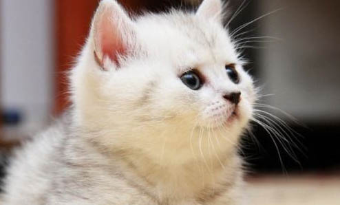 这猫是不是有点过于巨大了