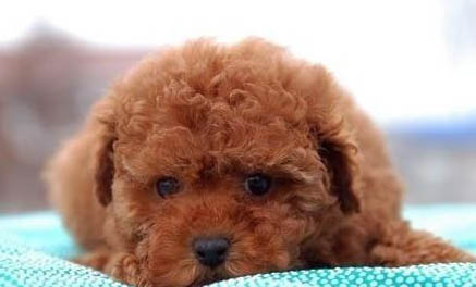 雪橇犬包括哪些犬种
