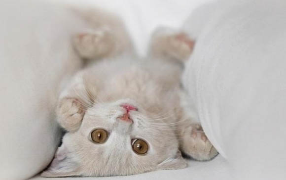 猫咪在北方冬天室外能过冬吗