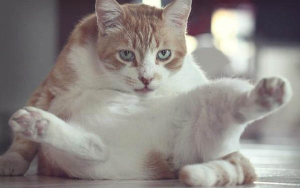 猫什么状态