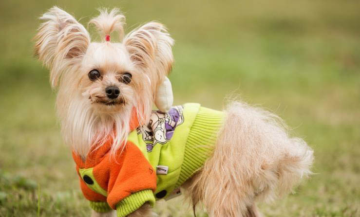 犬瘟反复发烧多久能好
