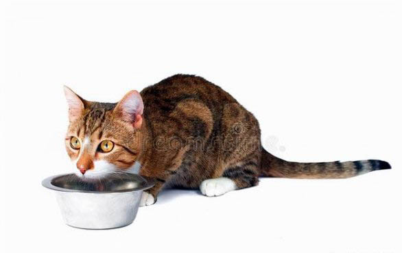 猫鼻头干燥?
