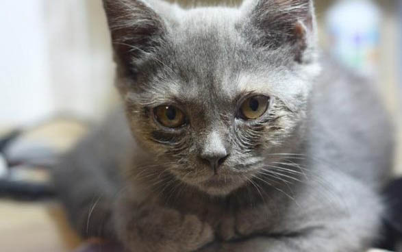 猫眼睛上面秃了一小块发红