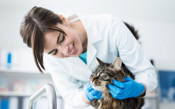 怎样让猫咪变得温顺听话粘人