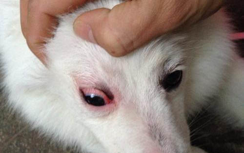 狗狗细小试纸多久能测出来