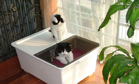 猫咪眼屎多的原因及处理办法
