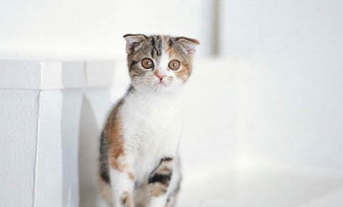 猫的鼻子是干的还是湿的