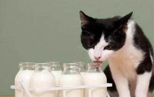 小猫尿血但精神很好