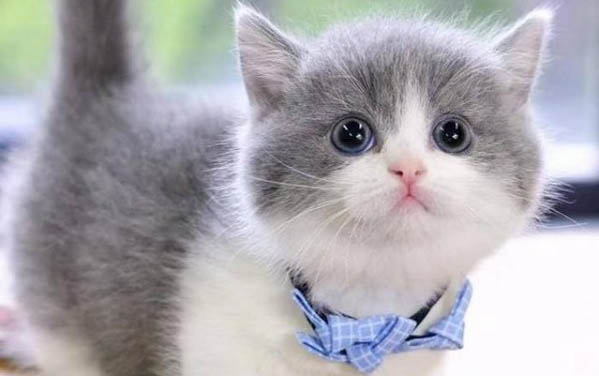 猫咪多久需要洗一次澡