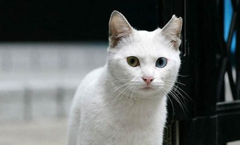 流浪猫怎么处理