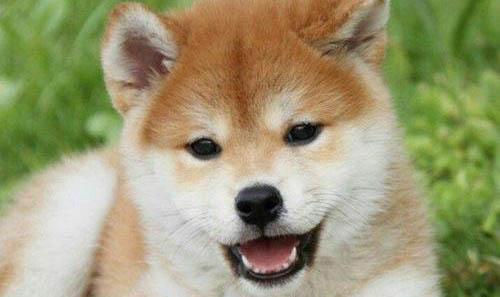 2000买柴犬靠谱吗
