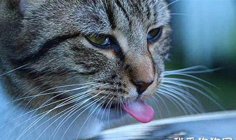 猫咪吐黄水不吃食怎么办