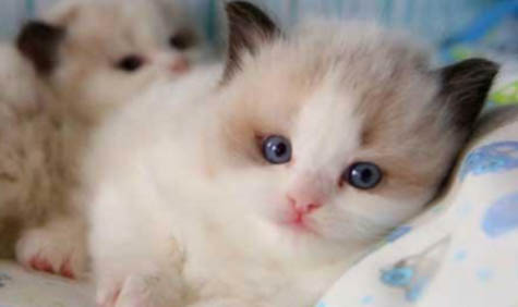 幼猫的猫癣一般多久能好啊