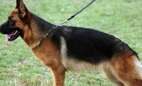 德国牧羊犬价格多少钱一只
