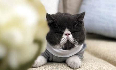 猫咪为什么会拉肚子放屁呢