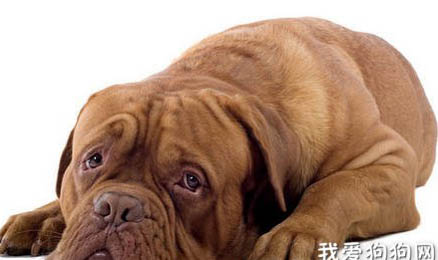 狗狗的乳腺肿瘤怎么样治疗？