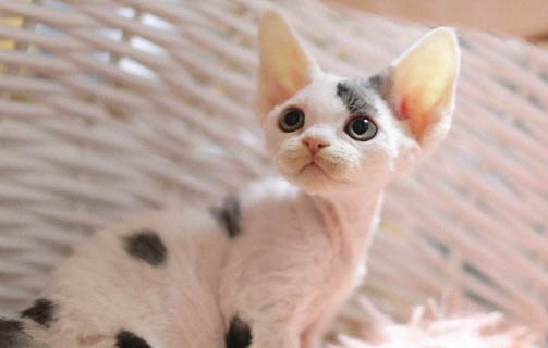 渴望猫粮属于什么档次