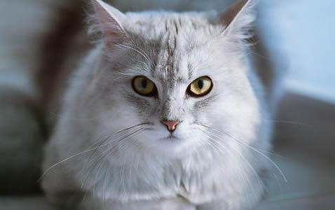 小猫多久才可以打疫苗