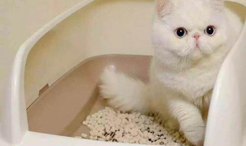 猫咪换季掉毛是几月份?有什么需要注意的?原来猫咪还会嫌弃自己