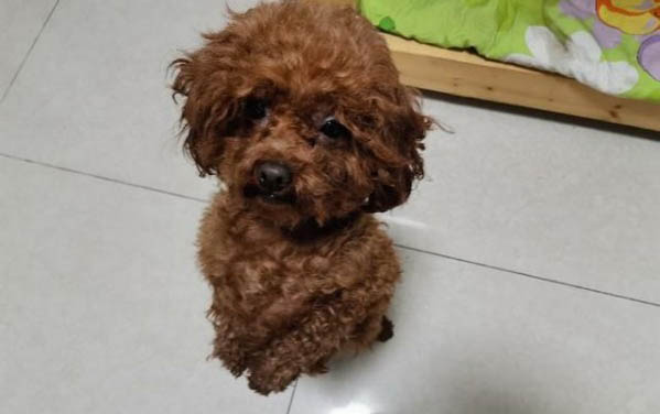 为什么叫狗狗会歪头呢