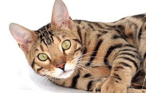 薮猫和豹猫哪个贵