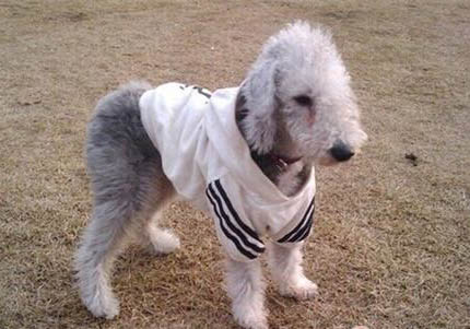 贝灵顿梗为什么禁养