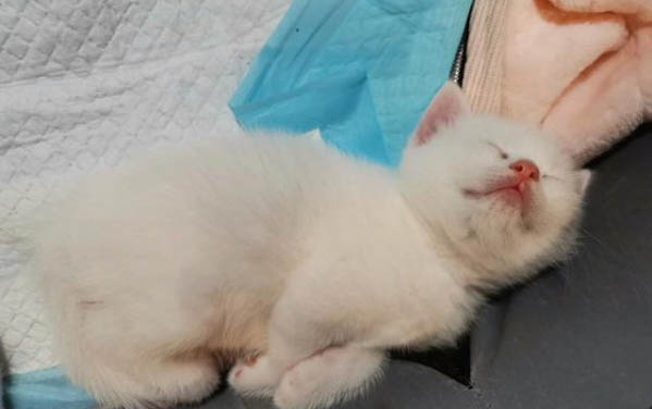 小猫开塞露会上瘾吗?猫咪可以用吗?