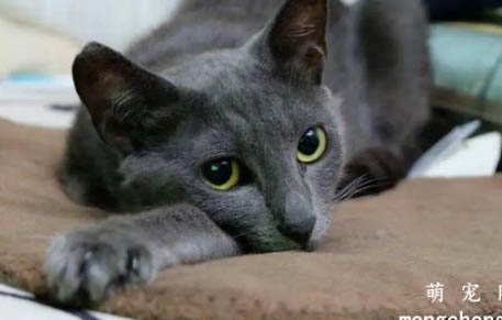 俄罗斯蓝猫打喷嚏流黄鼻涕的原因及处理方法