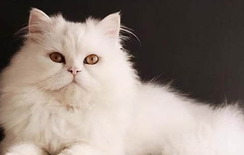 小猫软便最后有一点血是怎么回事