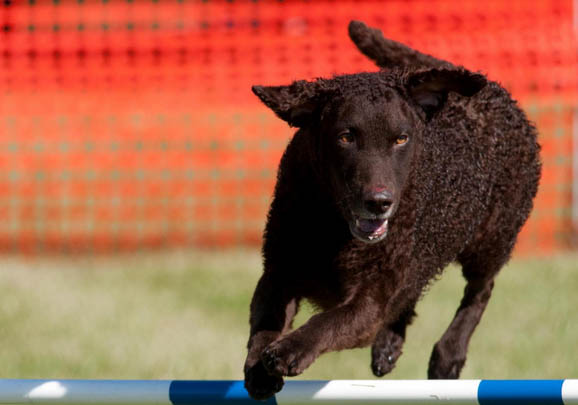 卷毛寻回犬口吐白沫的原因及处理方法