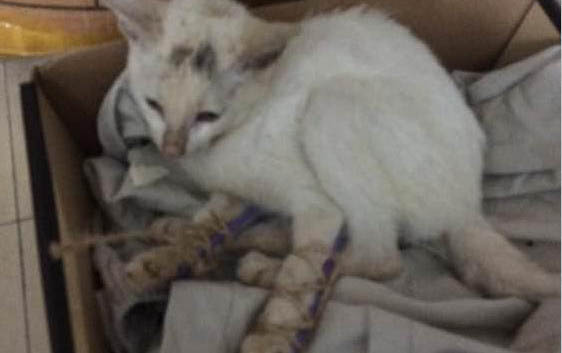 新养的小猫叫要不要管