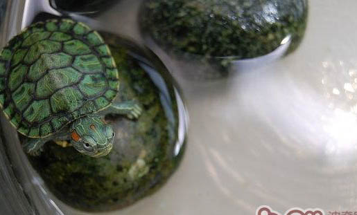 巴西龟可以吃哪些蔬菜