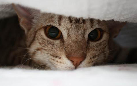 三个月小猫流口水怎么回事