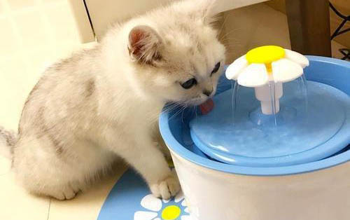 出生小猫多久可以独自吃食