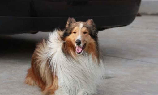 苏格兰牧羊犬可以洗澡吗